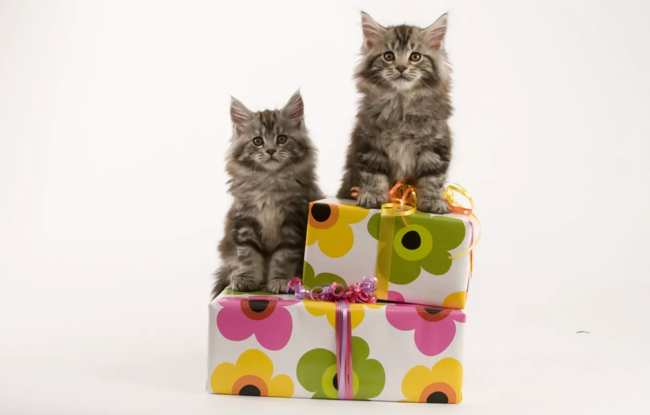 Photo wallpaper cats, pair, kittens, gifts, box