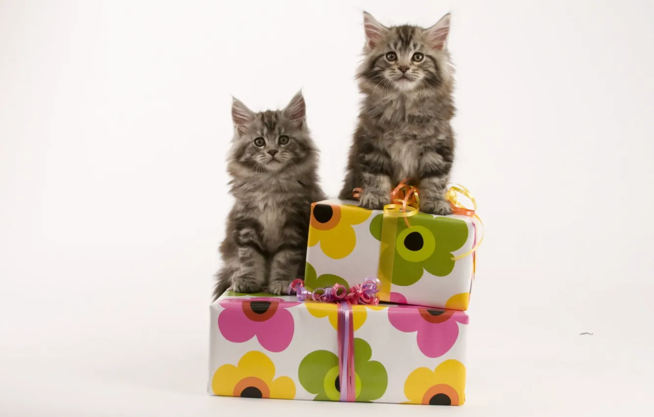 Photo wallpaper cat, box, gift, pair, kitty