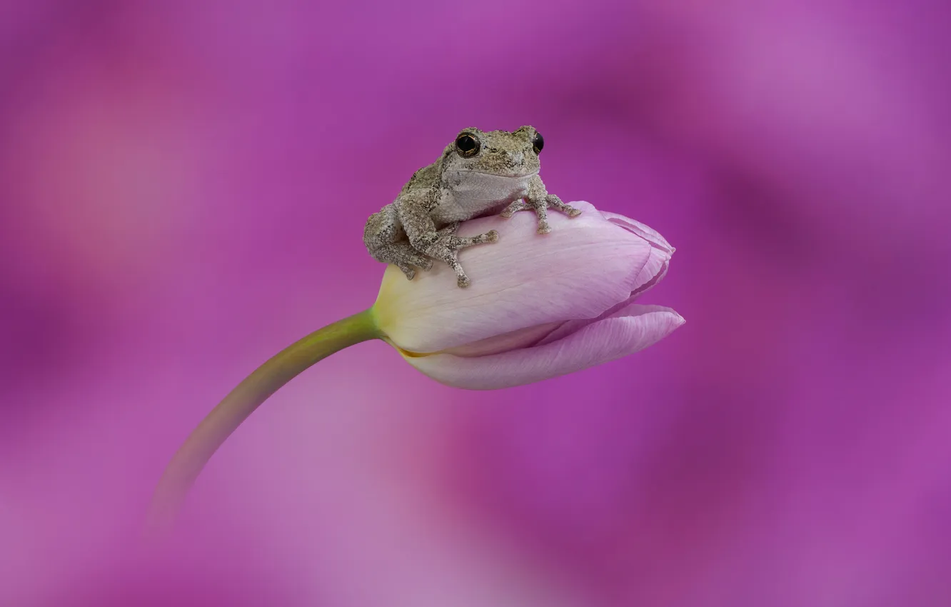 Photo wallpaper flowers, frog, tulips