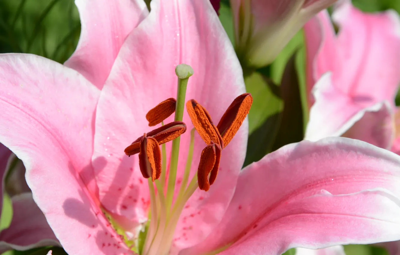 Photo wallpaper greens, summer, macro, flowers, nature, Lily, pink, flowering