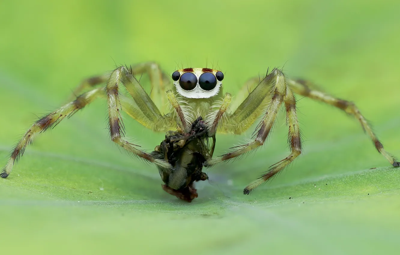 Photo wallpaper macro, background, insect, green spider
