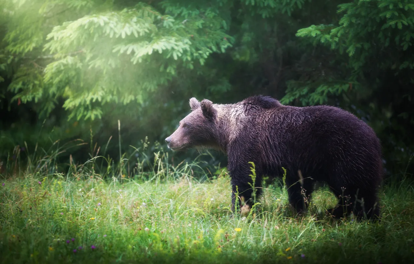 Photo wallpaper forest, grass, glade, ate, bear, walk, brown