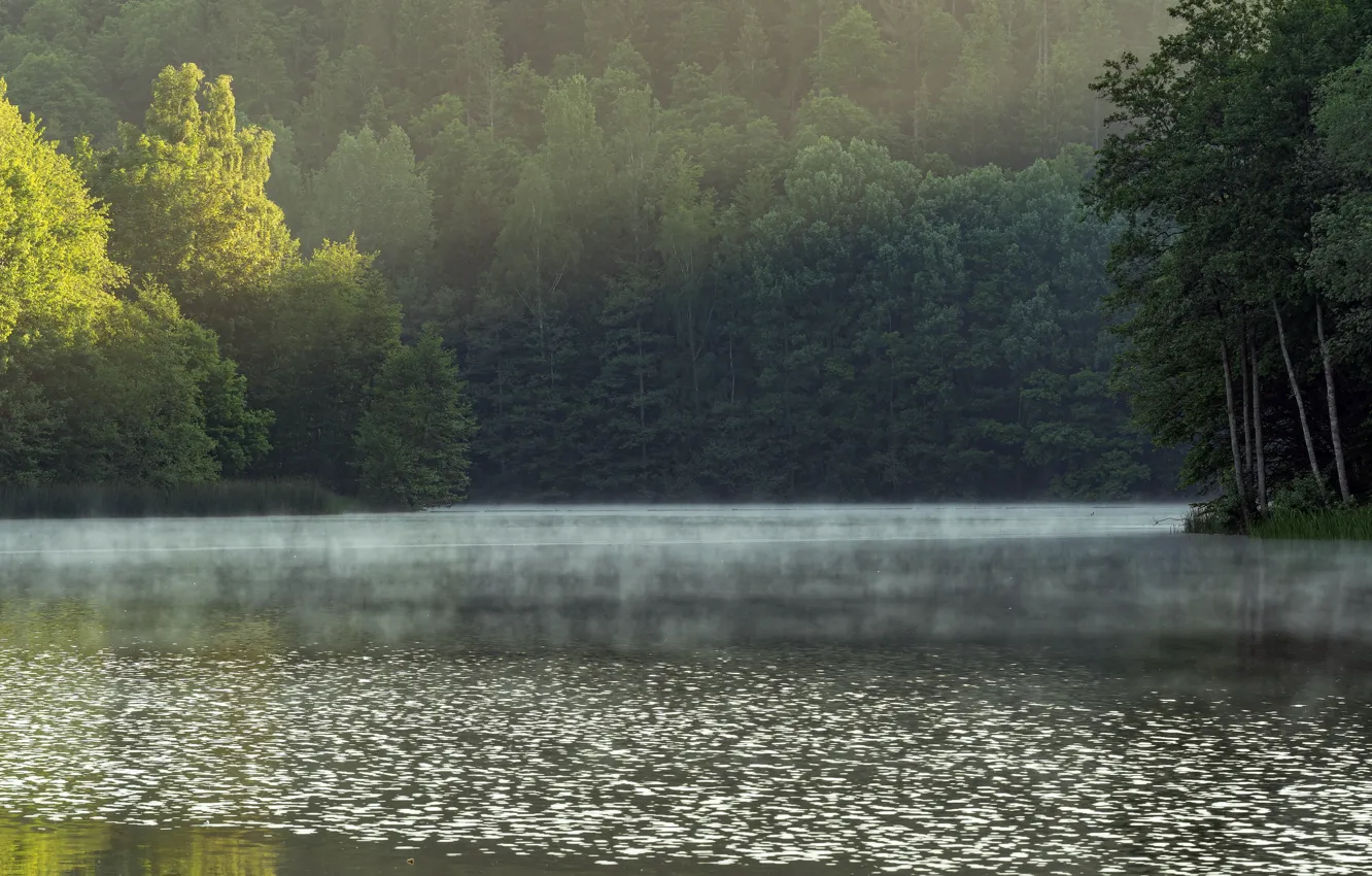 Photo wallpaper forest, summer, lake