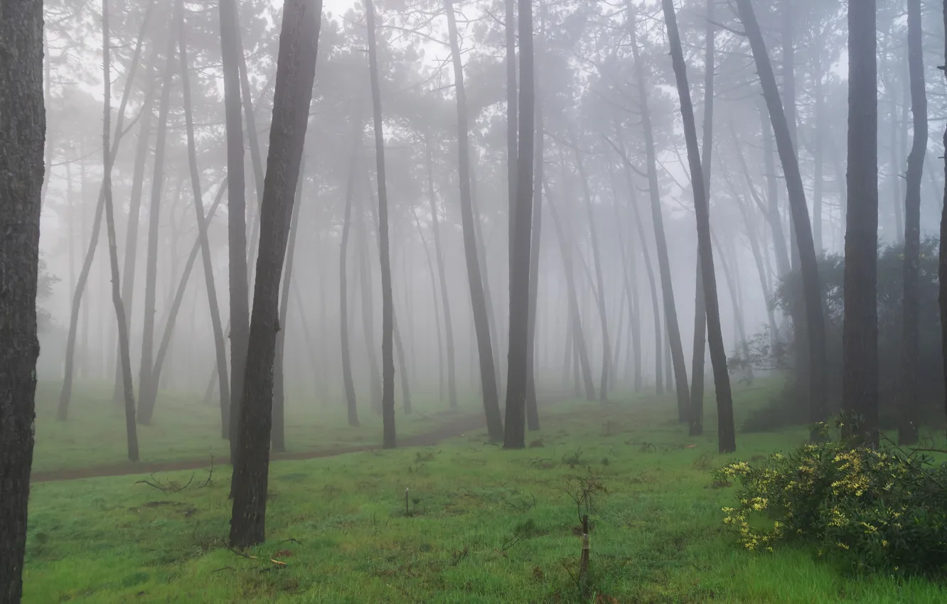 Photo wallpaper forest, trees, nature, fog, Portugal, path, Portugal, Minho