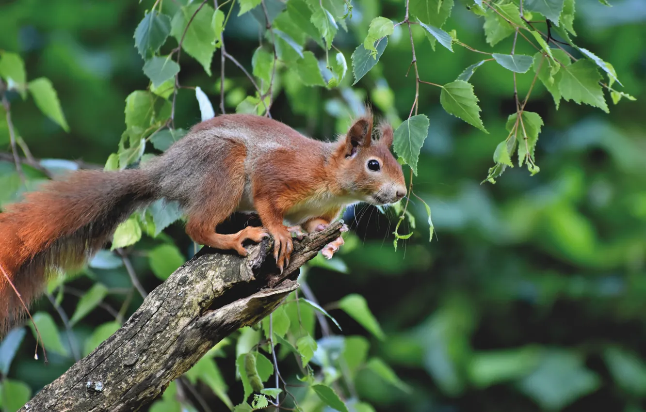 Photo wallpaper leaves, branches, nature, animal, protein, birch, bitches, animal