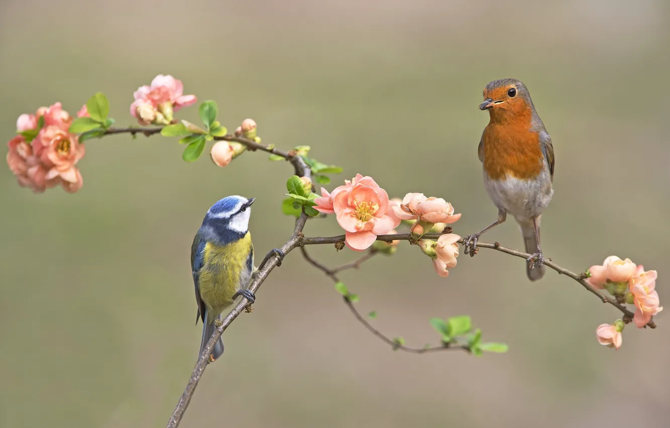 Photo wallpaper branches, bird, tit, Robin