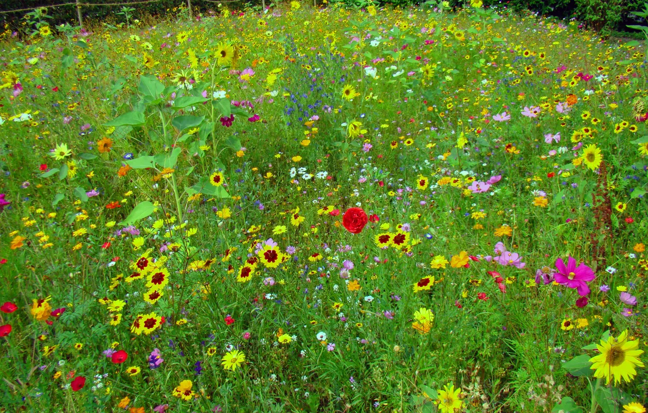 Photo wallpaper greens, field, summer, sunflowers, flowers, red, yellow, Mac