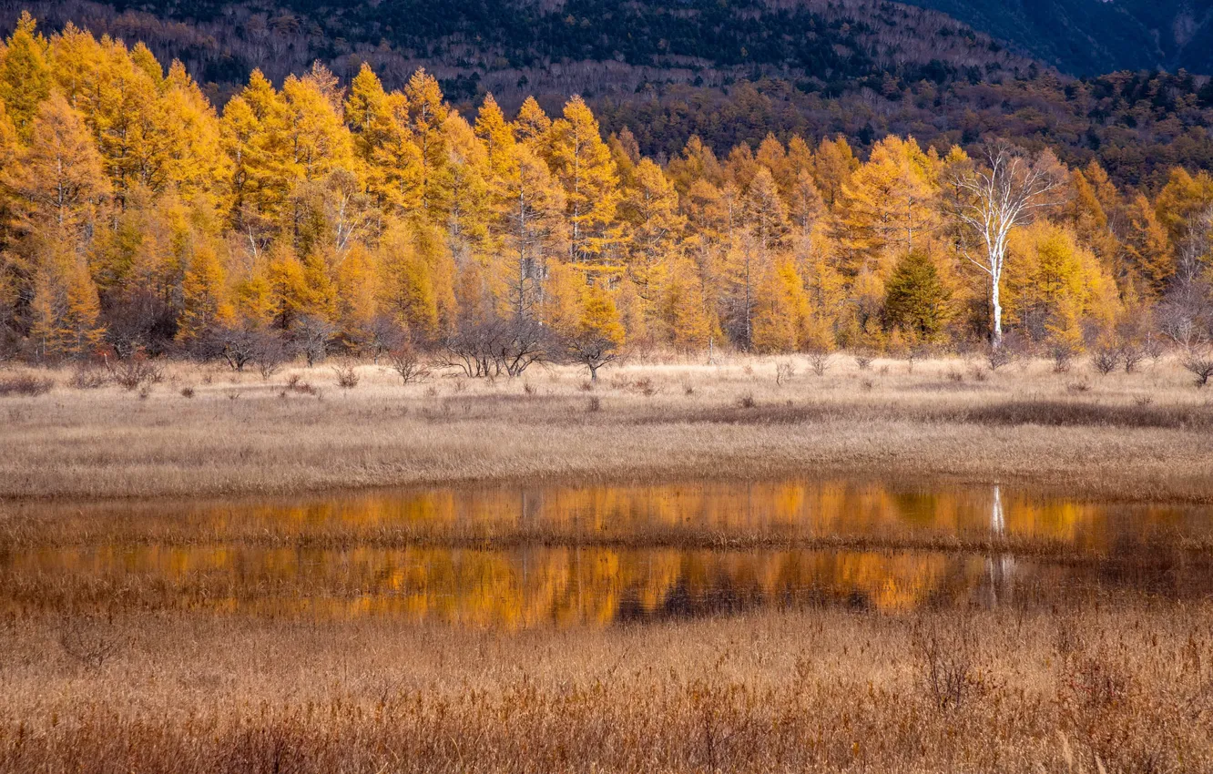 Photo wallpaper autumn, nature, river