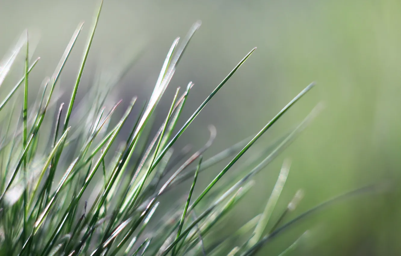 Photo wallpaper background, spring, a blade of grass