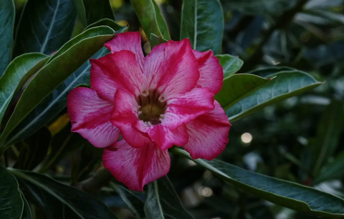Photo wallpaper flowers, pink, flowering, adenium, desert rose