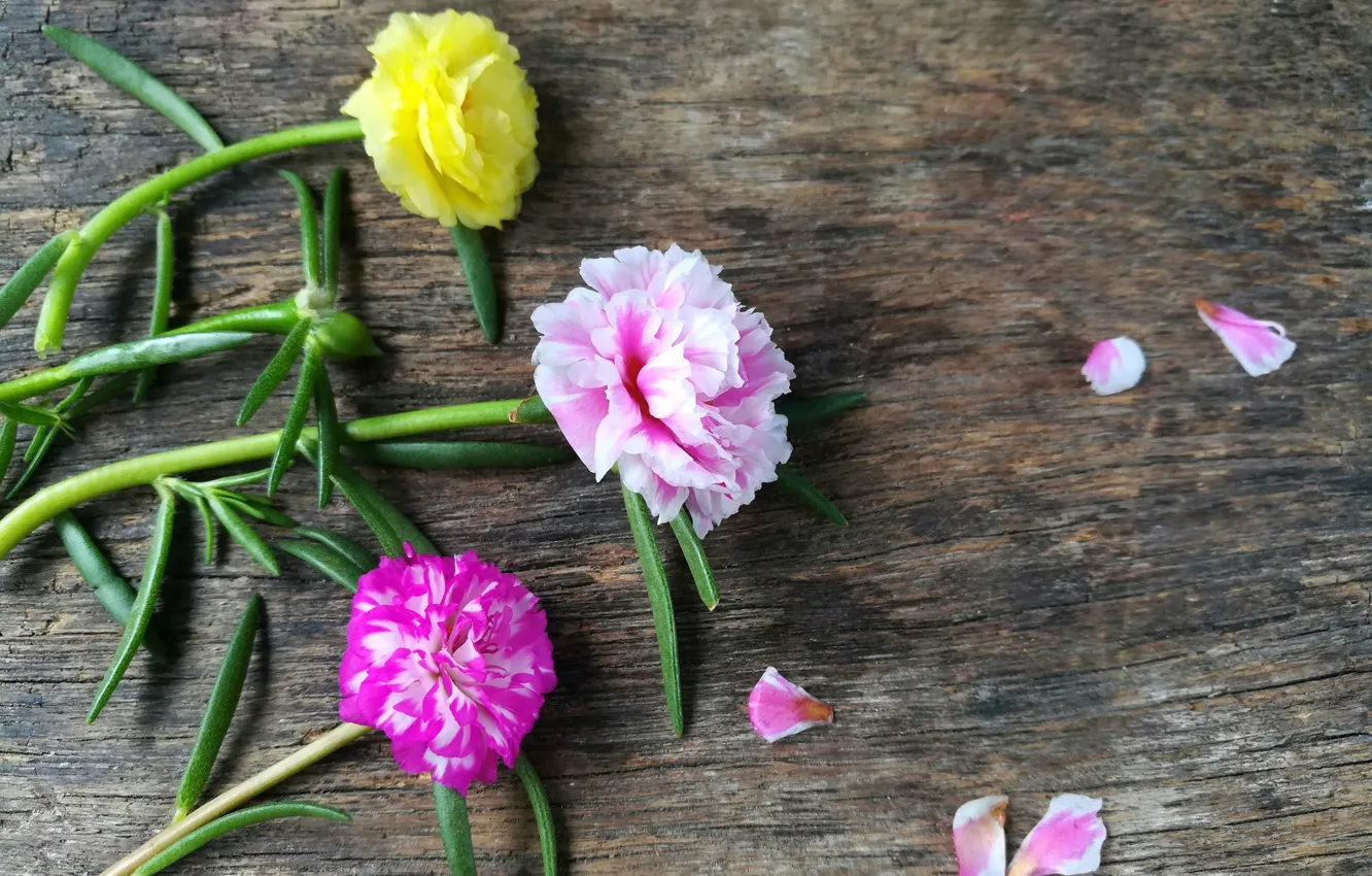 Photo wallpaper flowers, background, petals
