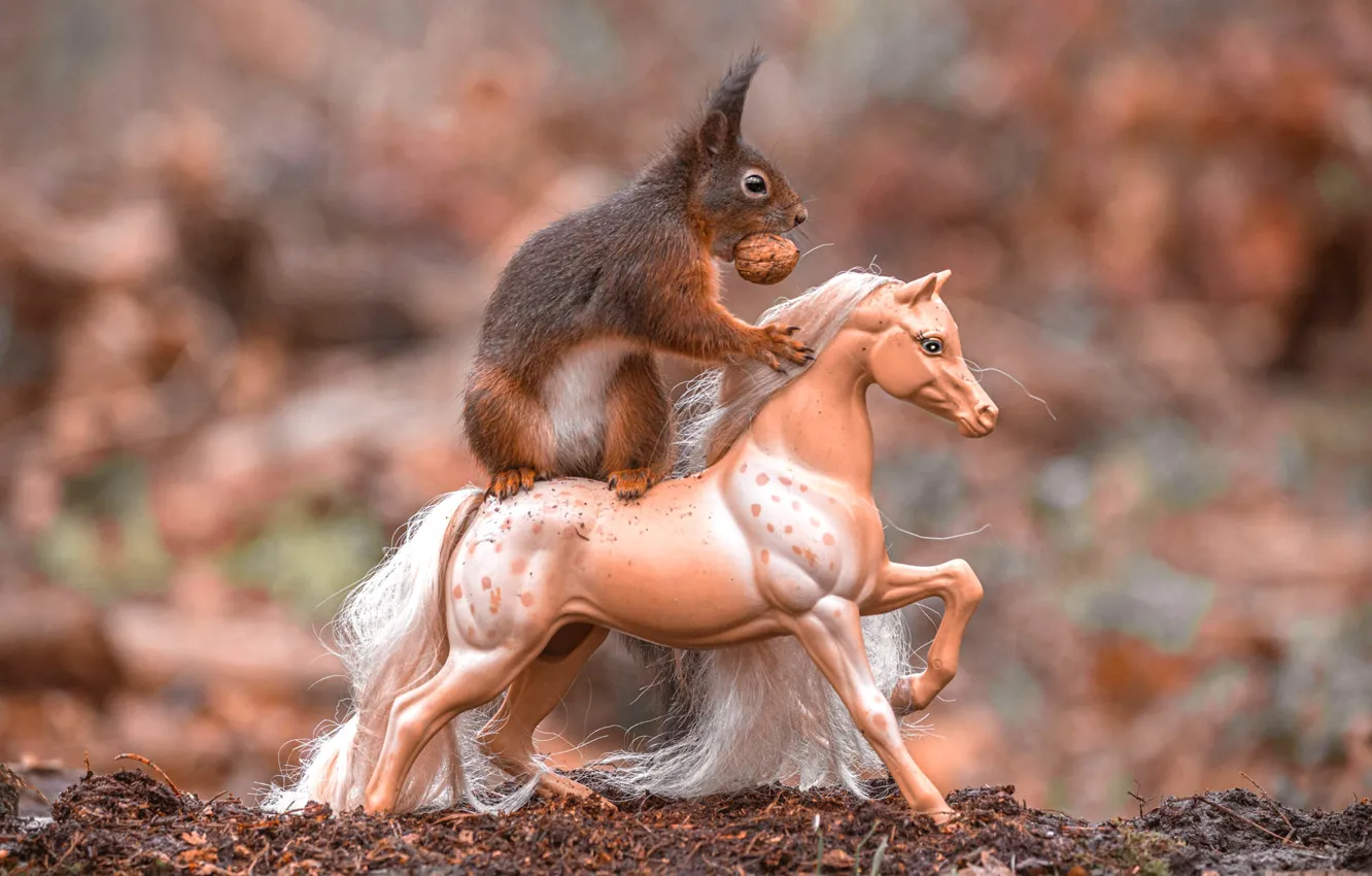 Photo wallpaper nuts, look, toy, horse, protein, muzzle, horse, on a horse