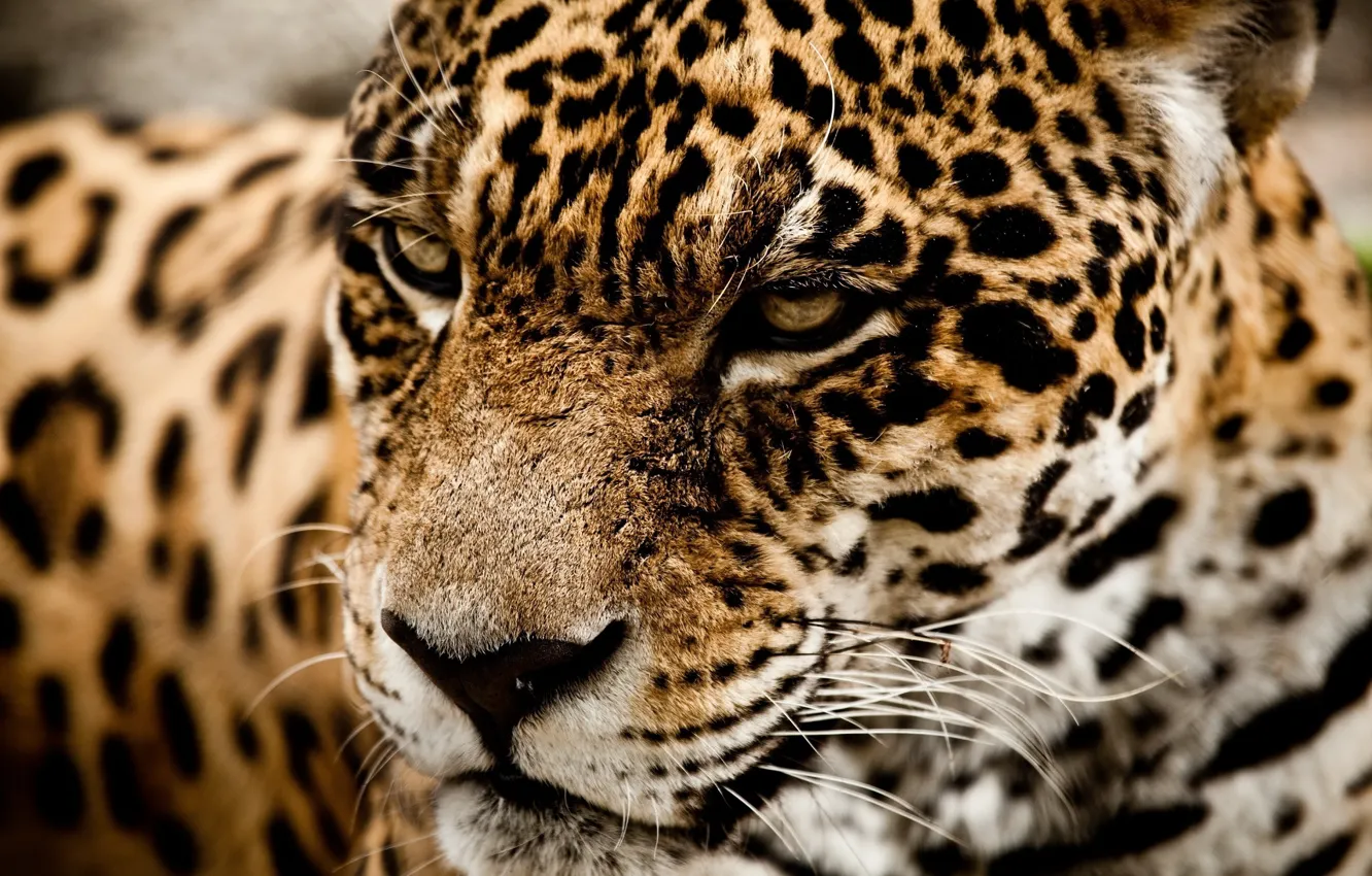 Photo wallpaper face, predator, Jaguar, wild cat