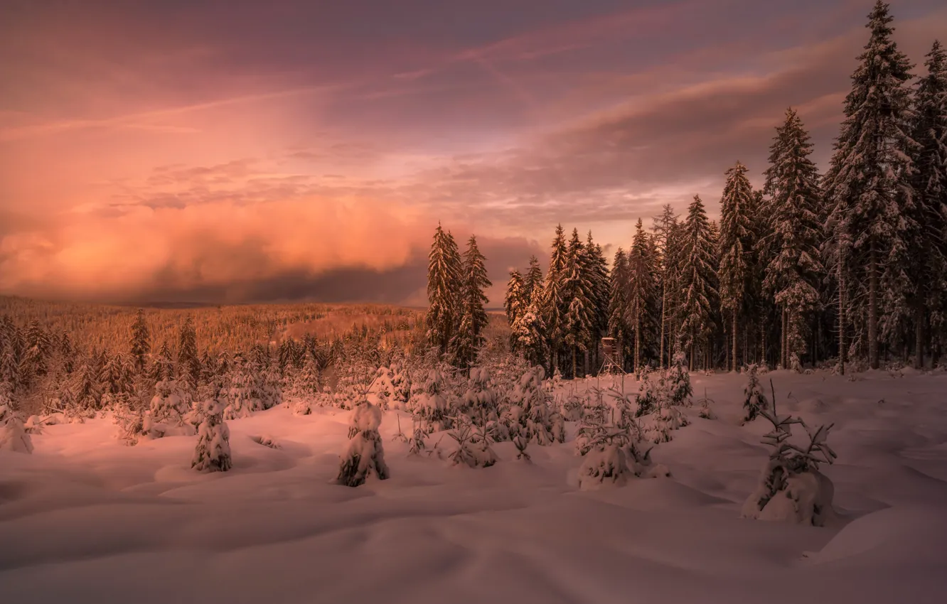 Photo wallpaper winter, forest, sunset, fog