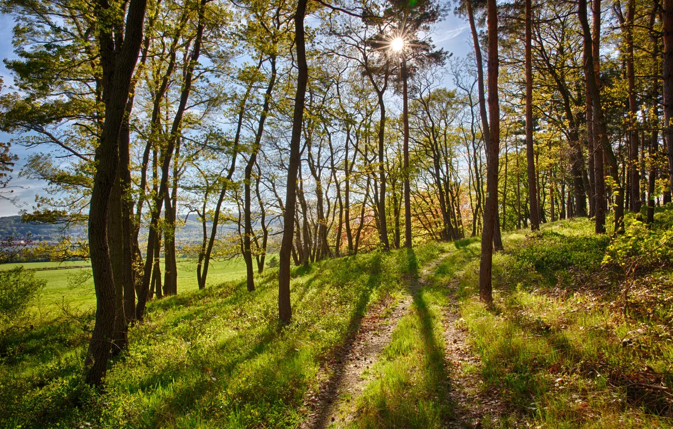 Photo wallpaper the sun, trees, shadow
