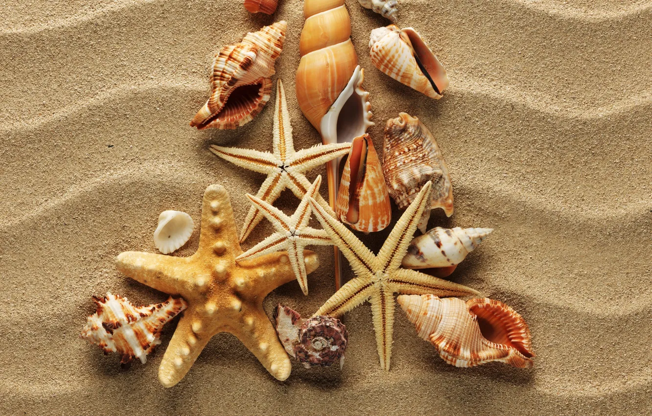 Photo wallpaper sand, wave, shell, starfish