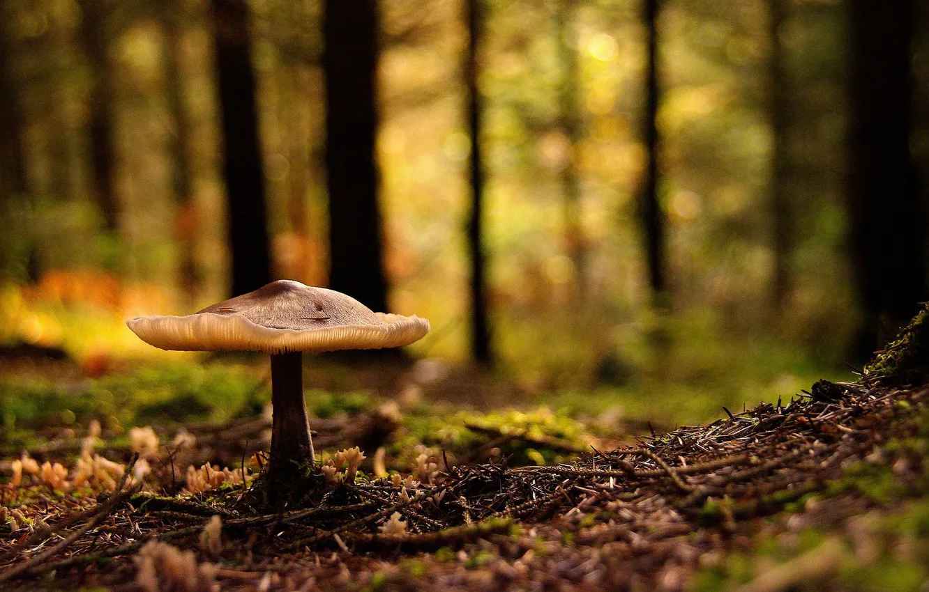 Photo wallpaper forest, mushroom, Nature