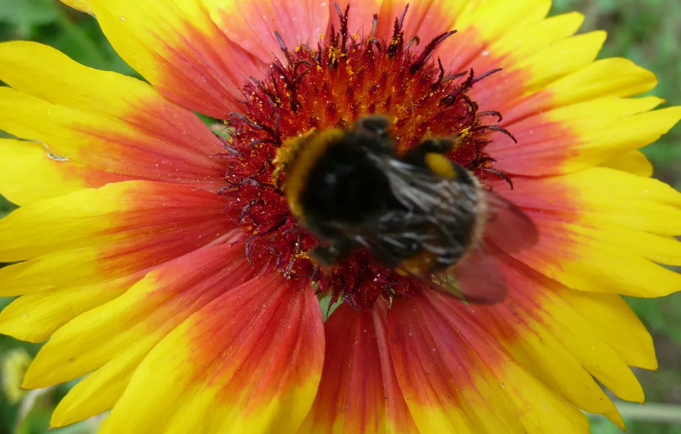 Photo wallpaper flower, bumblebee, hana, by ho4hoj