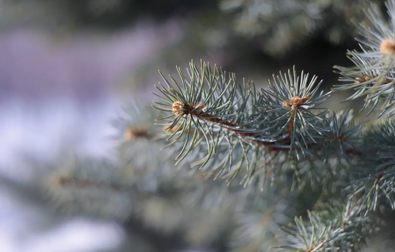 Photo wallpaper forest, needles, spruce