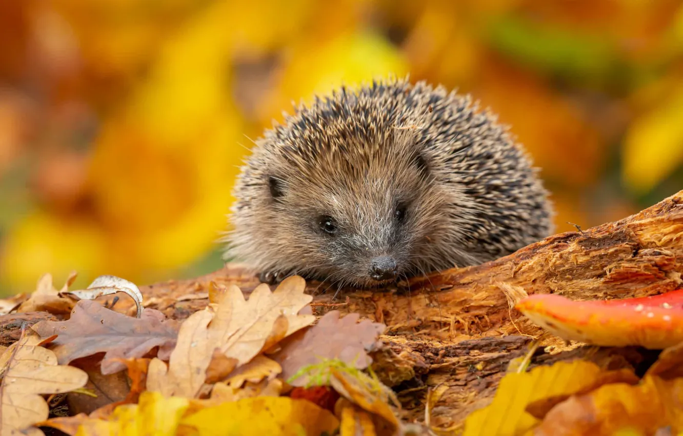 Photo wallpaper autumn, look, foliage, muzzle, hedgehog, log, hedgehog, bokeh