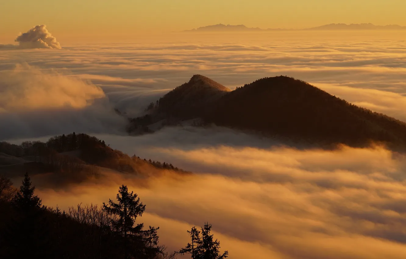 Photo wallpaper forest, light, sunset, mountains, branches, fog, dawn, hills