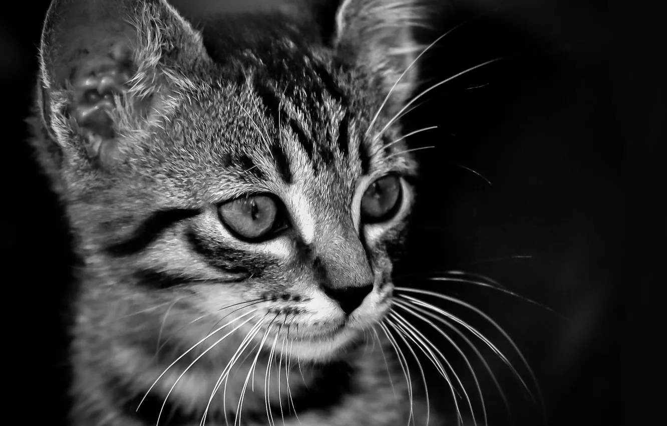 Photo wallpaper cat, the dark background, muzzle, black and white, ears, kitty, face