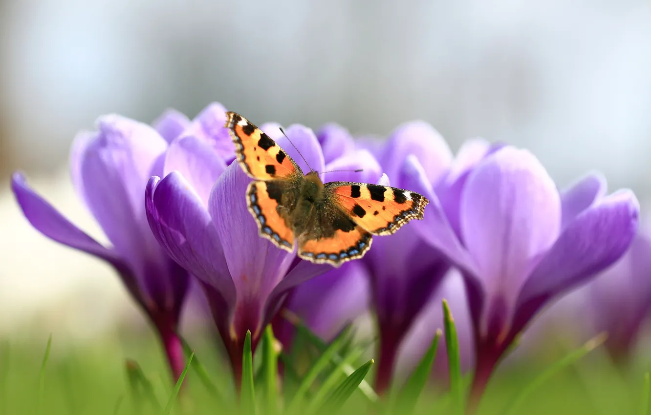 Photo wallpaper macro, butterfly, spring, crocuses, saffron