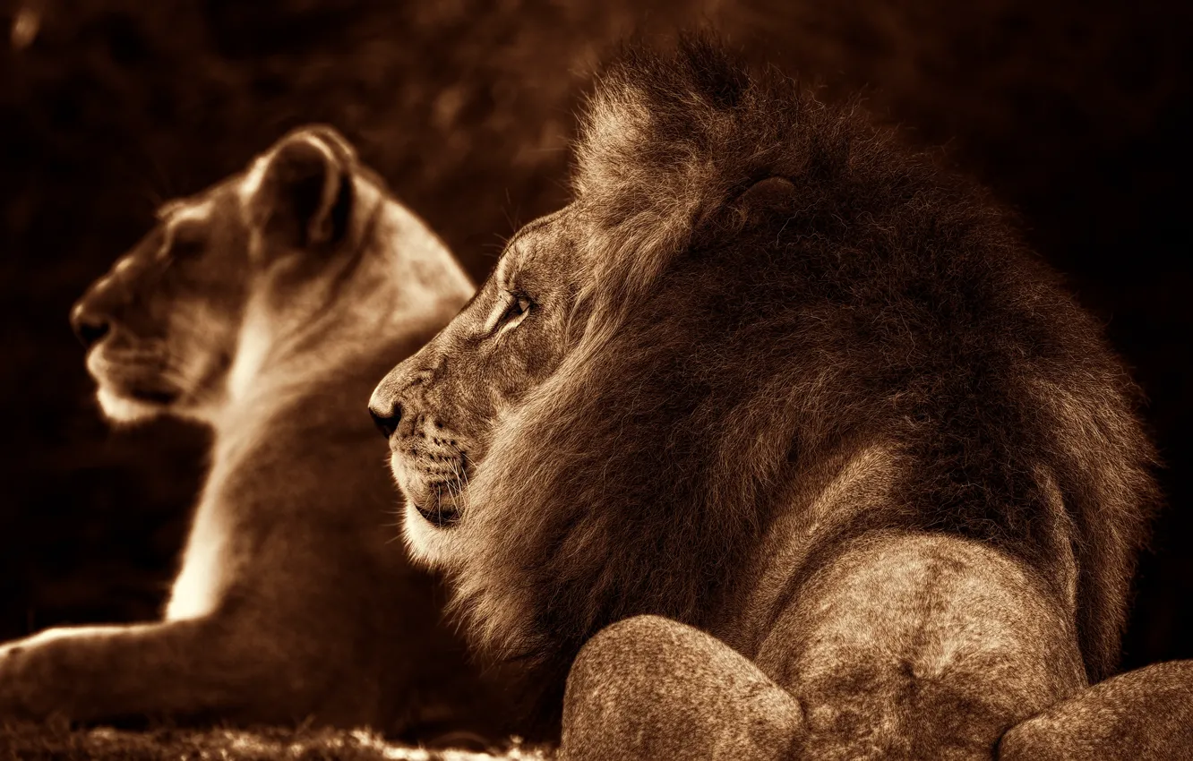 Photo wallpaper cat, stay, back, Leo, family, Sepia, pair, mane
