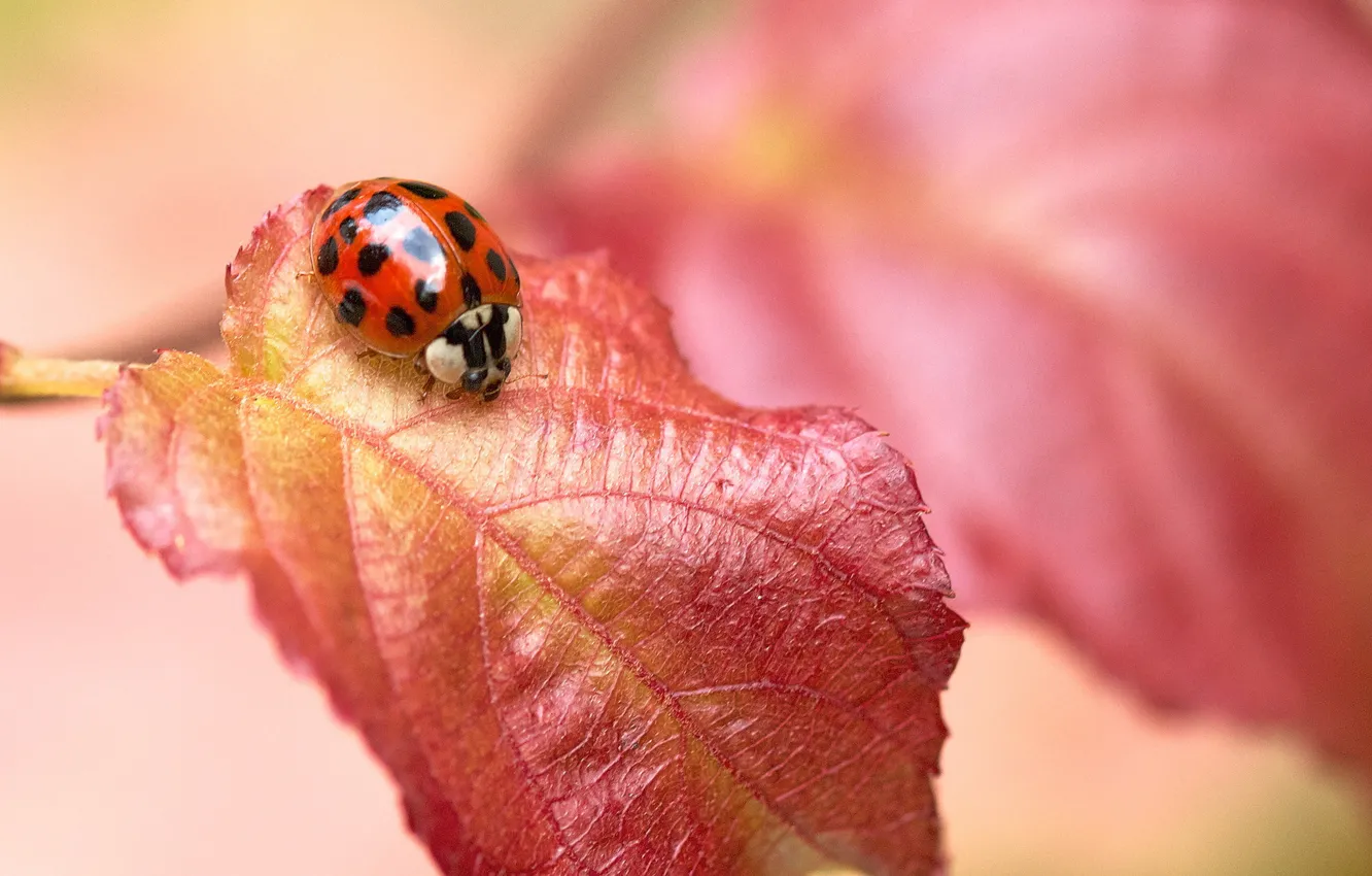 Photo wallpaper leaves, red, ladybug, insect