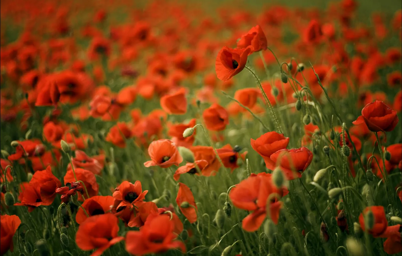 Photo wallpaper field, blur, Maki, red, red, field, poppy, poppies