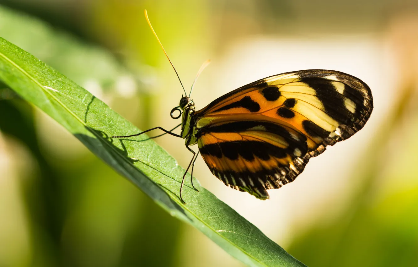 Photo wallpaper macro, light, yellow, nature, green, background, pattern, butterfly