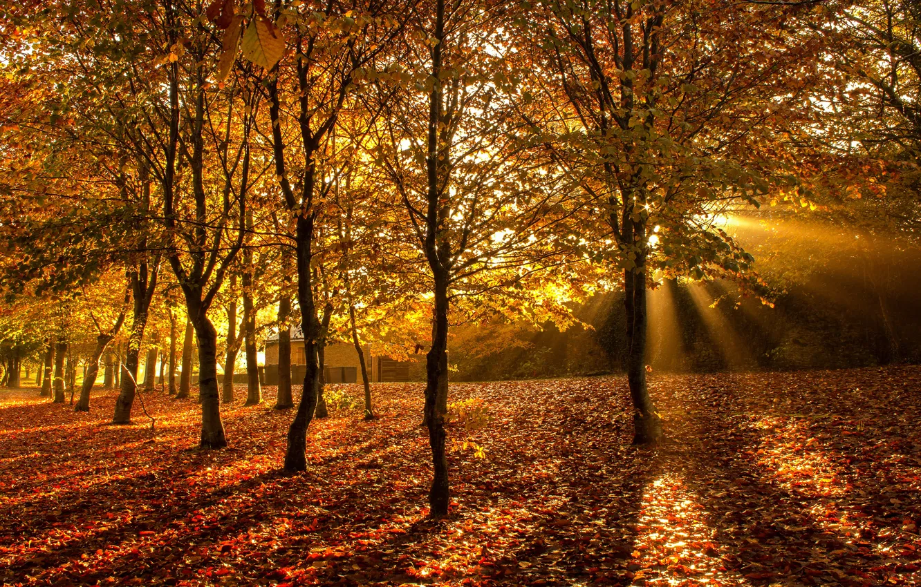Photo wallpaper autumn, forest, trees, Park, foliage, Golden autumn