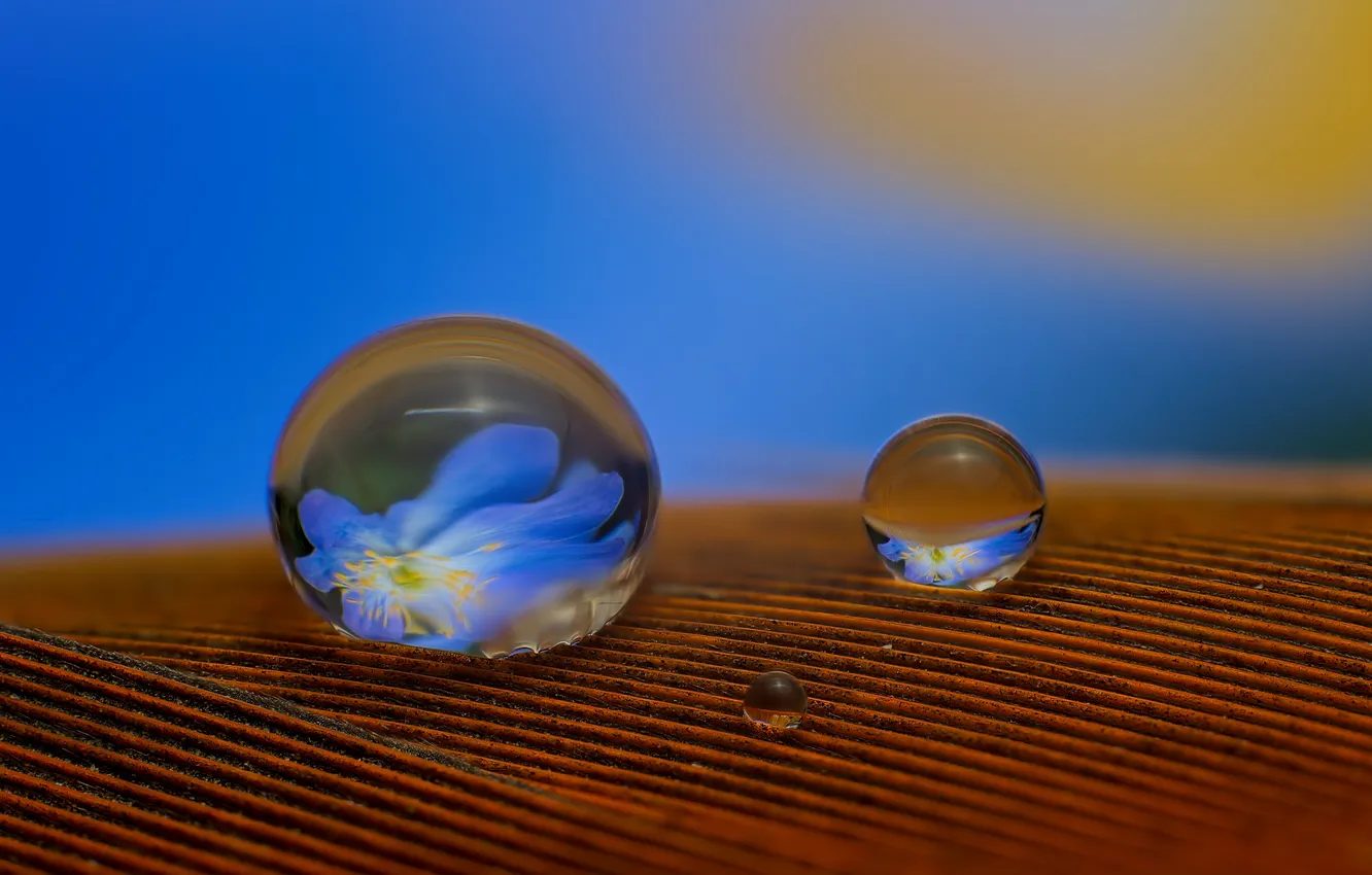 Photo wallpaper water, drops, flowers, reflection, background, pen