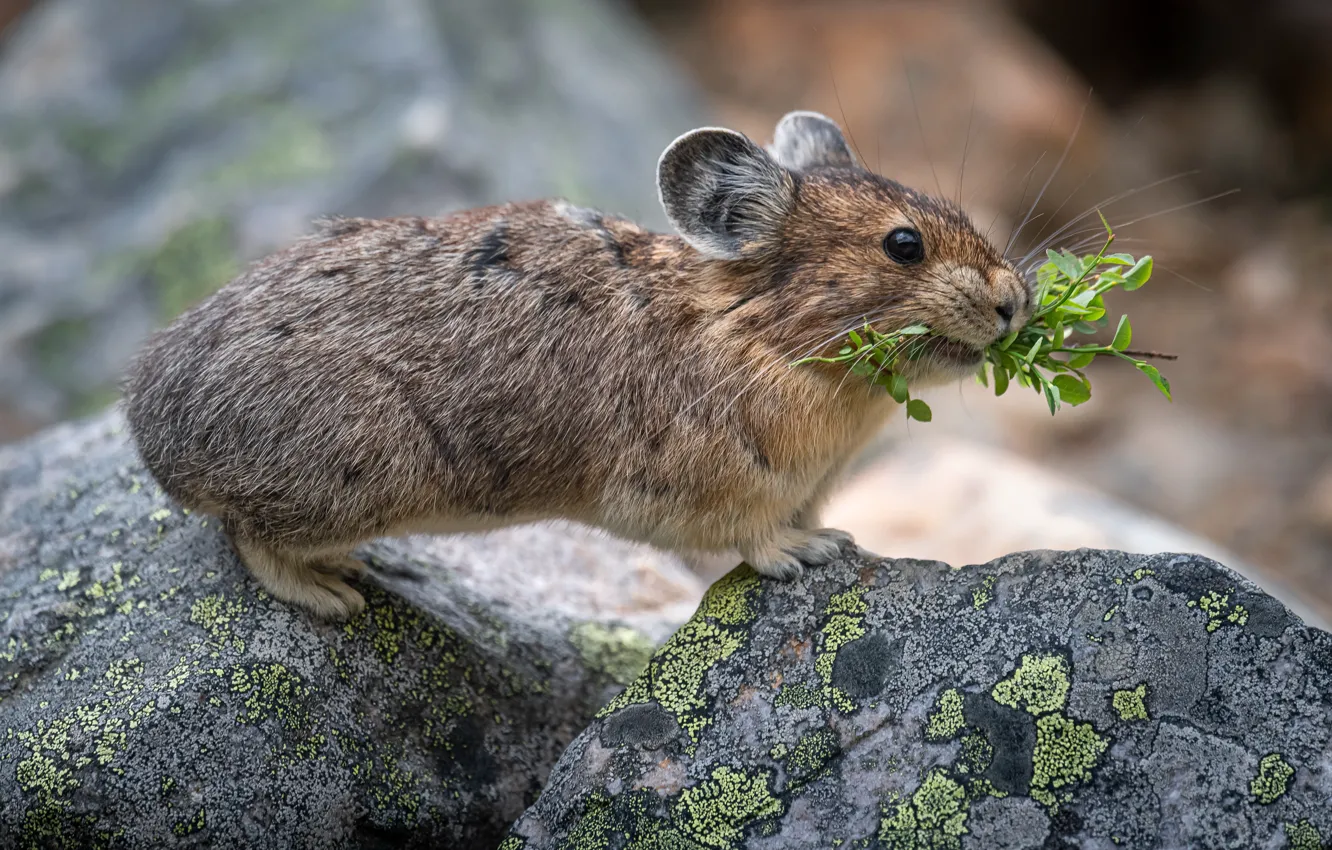 Photo wallpaper animal, Pika, rock rabbit