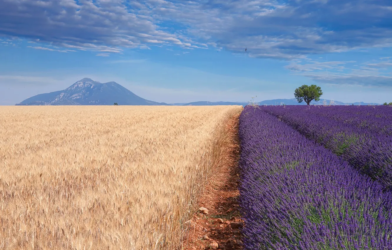 Photo wallpaper wheat, field, mountains, nature, lavender