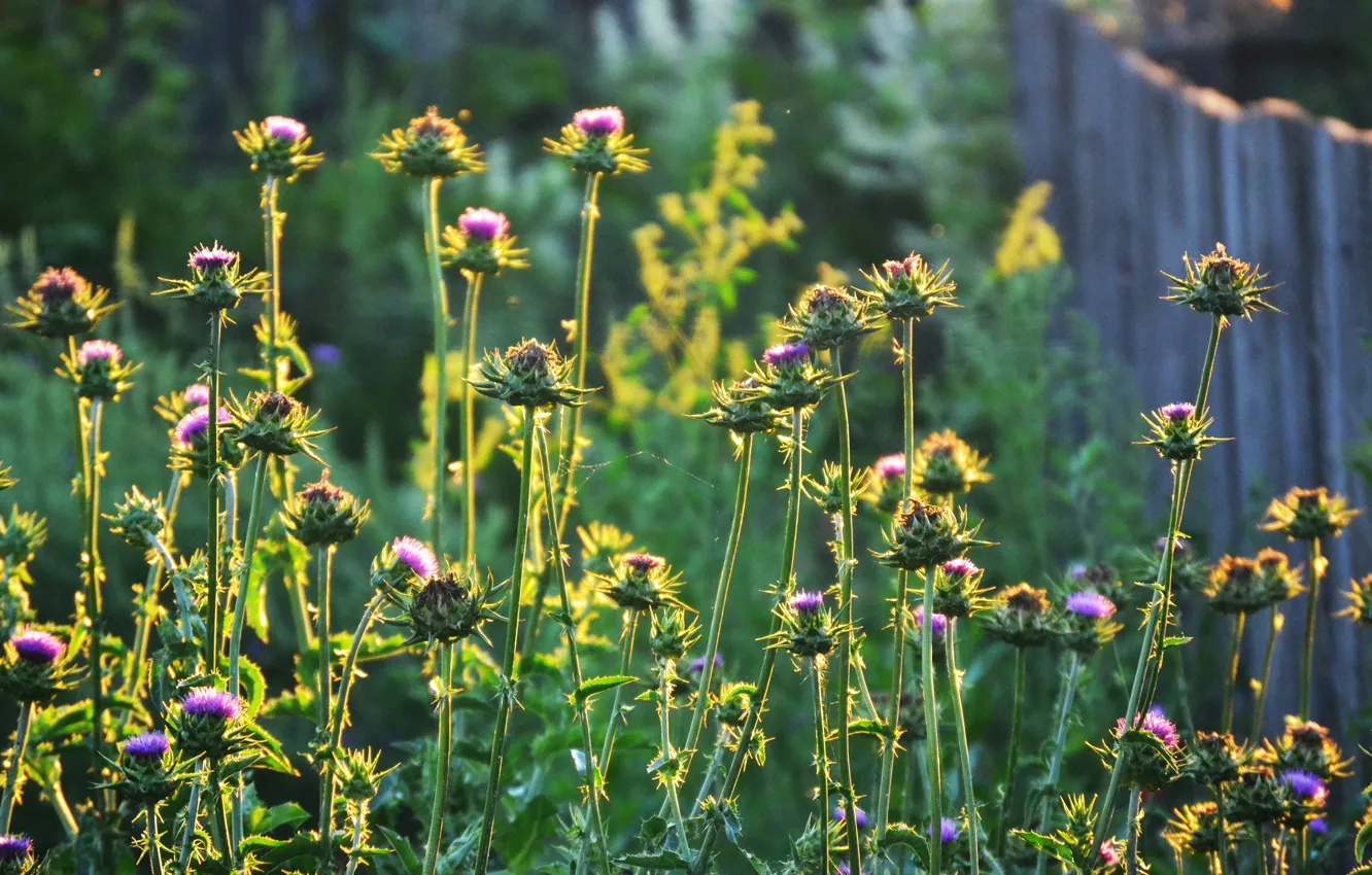 Photo wallpaper field, grass, sunset, flowers, spikes