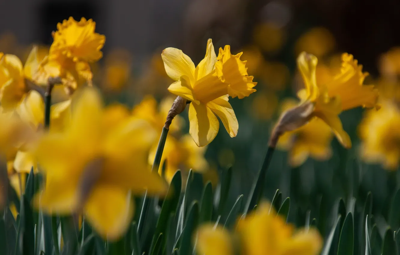 Photo wallpaper flowers, yellow, spring, flowerbed, daffodils
