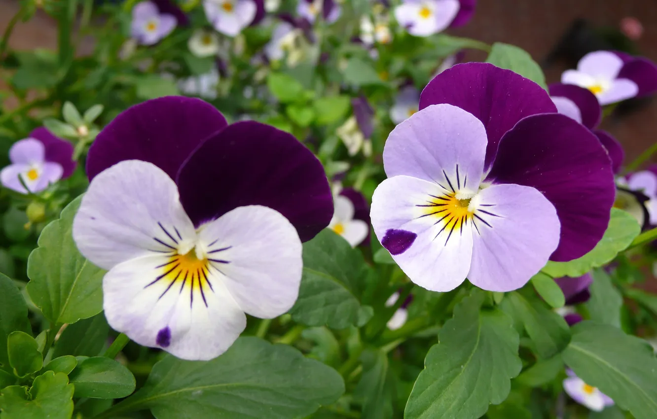 Photo wallpaper purple, leaves, macro, flowers, spring, Pansy, Duo, lilac