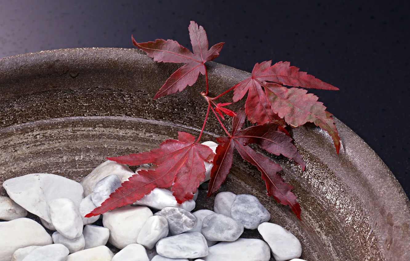 Photo wallpaper Leaves, Stones, Vase