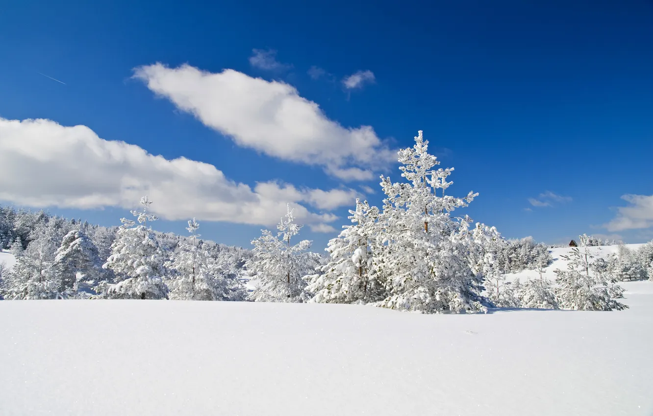 Photo wallpaper winter, frost, field, forest, clouds, snow, in the snow, ate