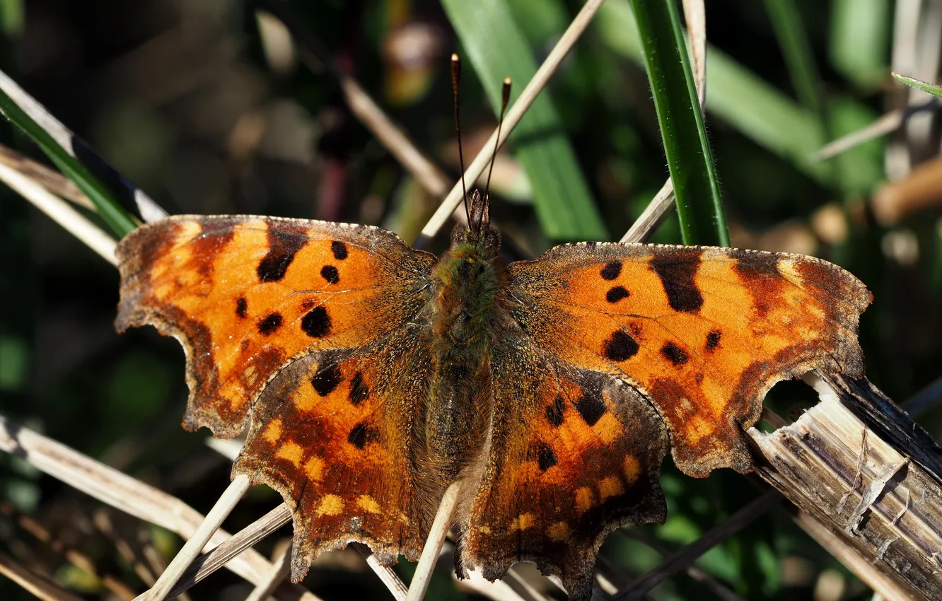 Photo wallpaper background, butterfly, blur, Skipper, comma, Hesperia comma
