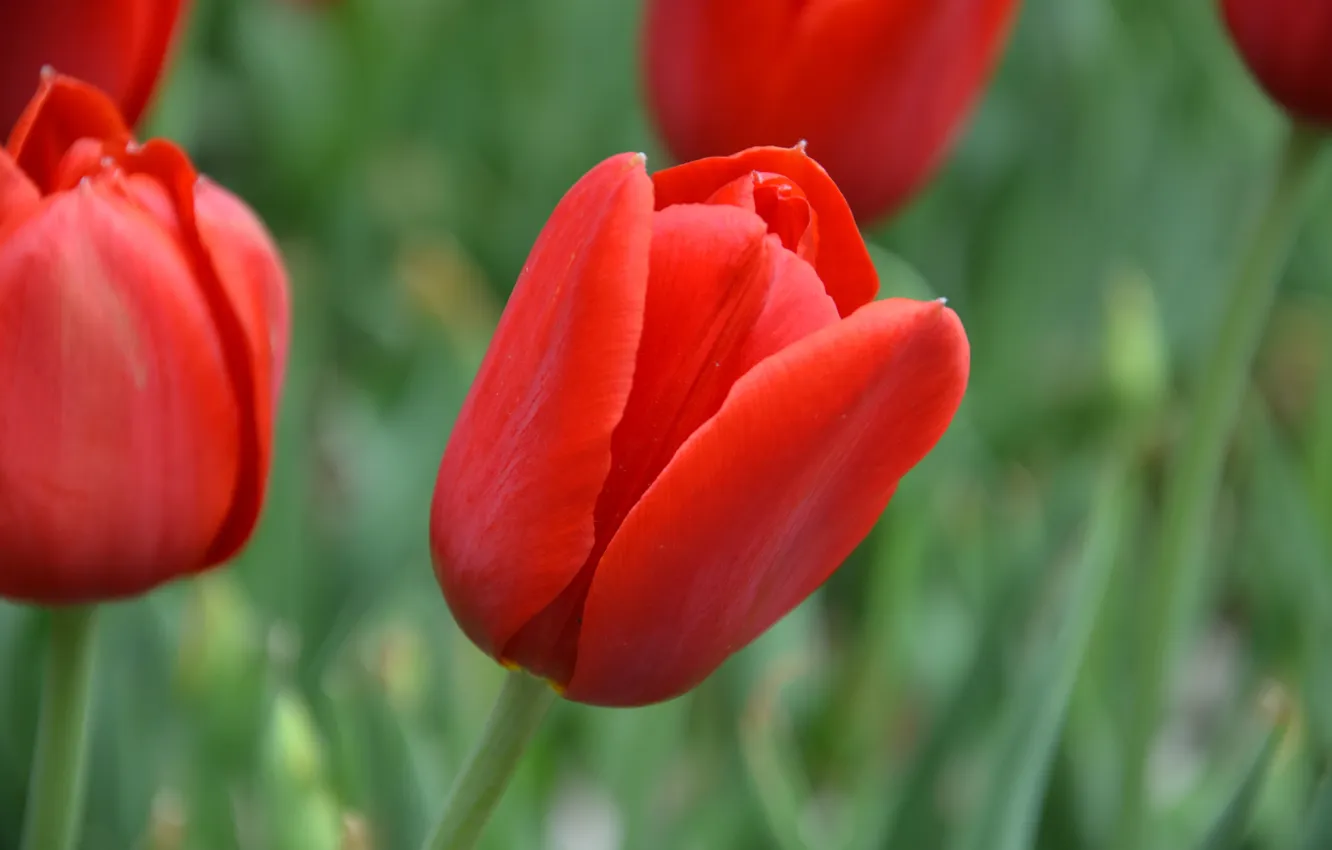 Photo wallpaper red, green, blur, tulips
