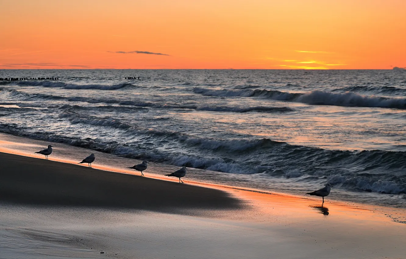 Photo wallpaper sea, sunset, bird