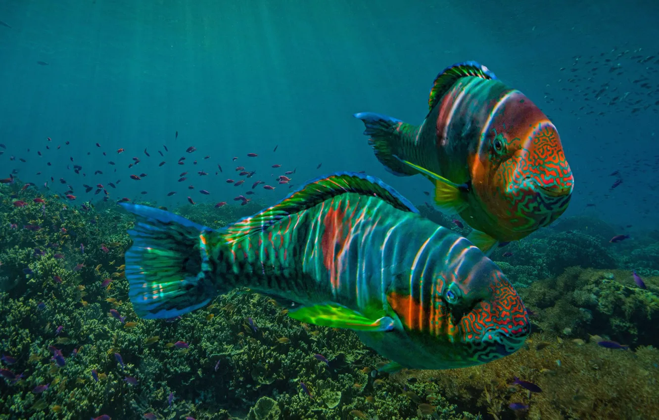 Photo wallpaper fish, the ocean, Philippines