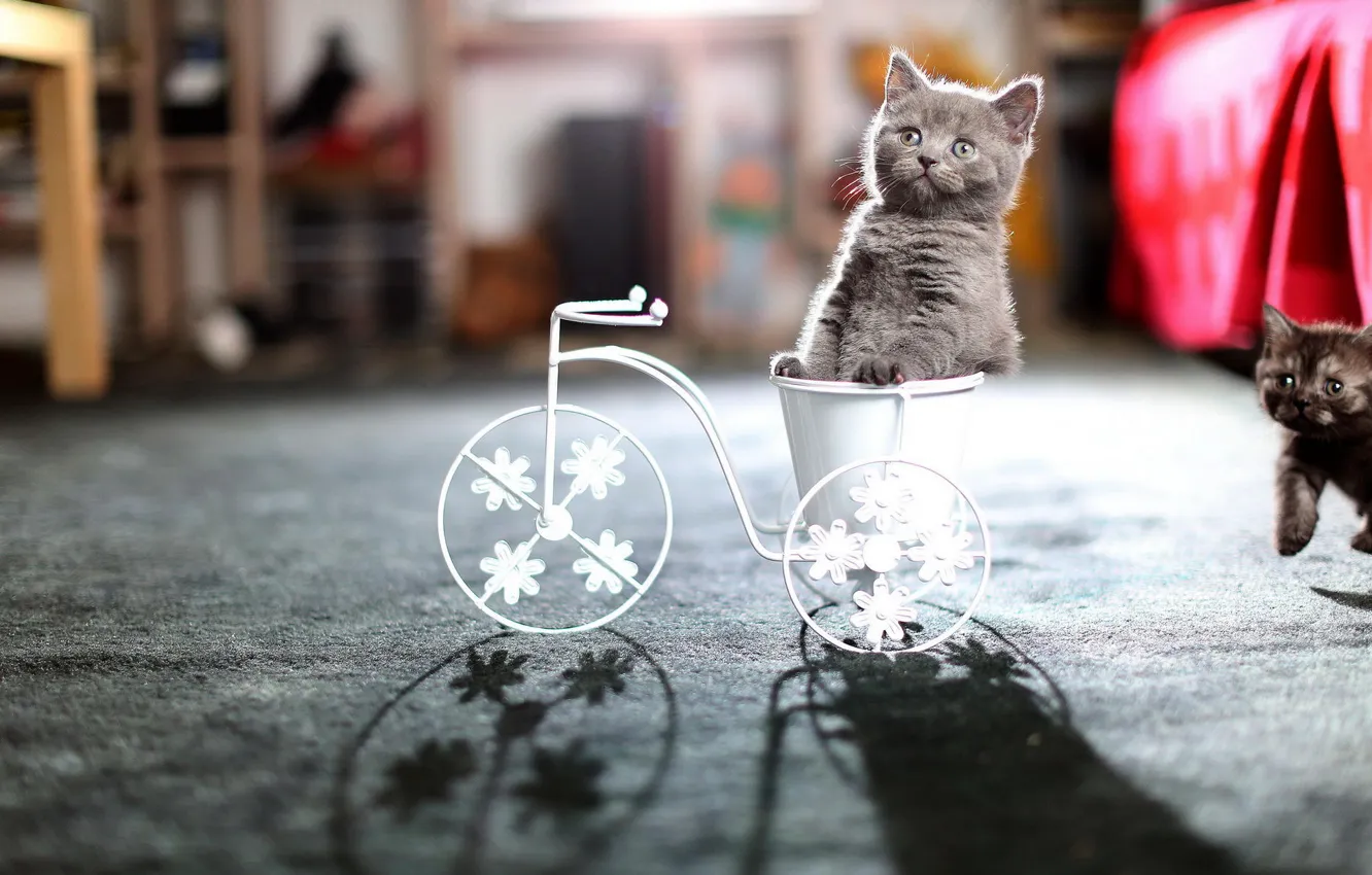 Photo wallpaper cat, light, bike, kitty, room, shadows, British, bokeh