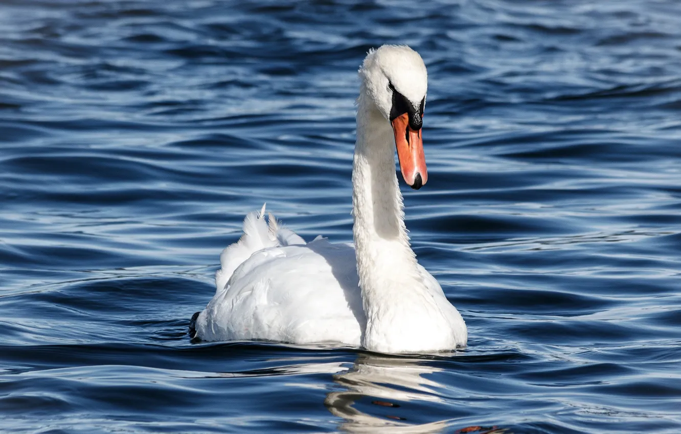 Photo wallpaper white, bird, Swan, pond, blue background