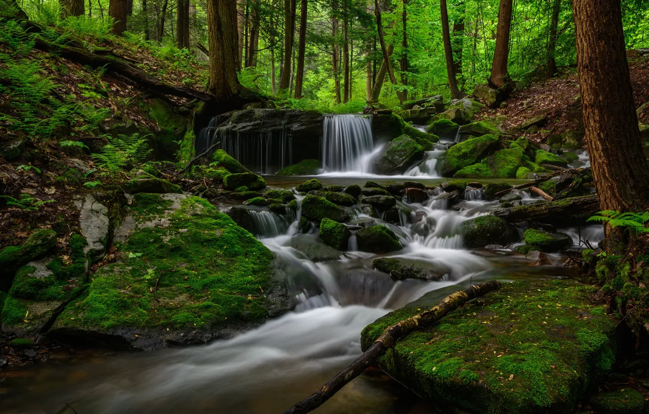 Photo wallpaper forest, trees, river, stream
