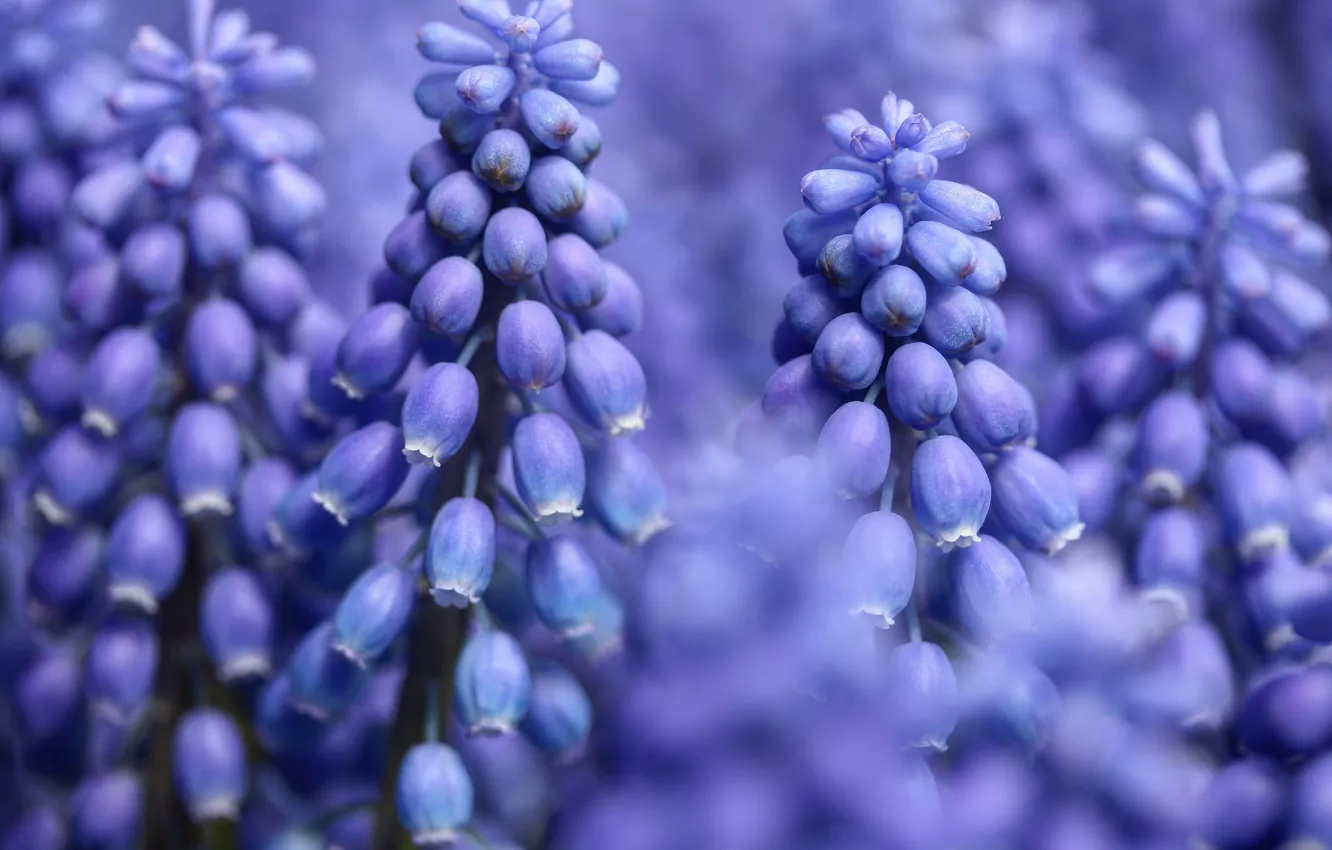 Photo wallpaper macro, blue, Muscari, hyacinths