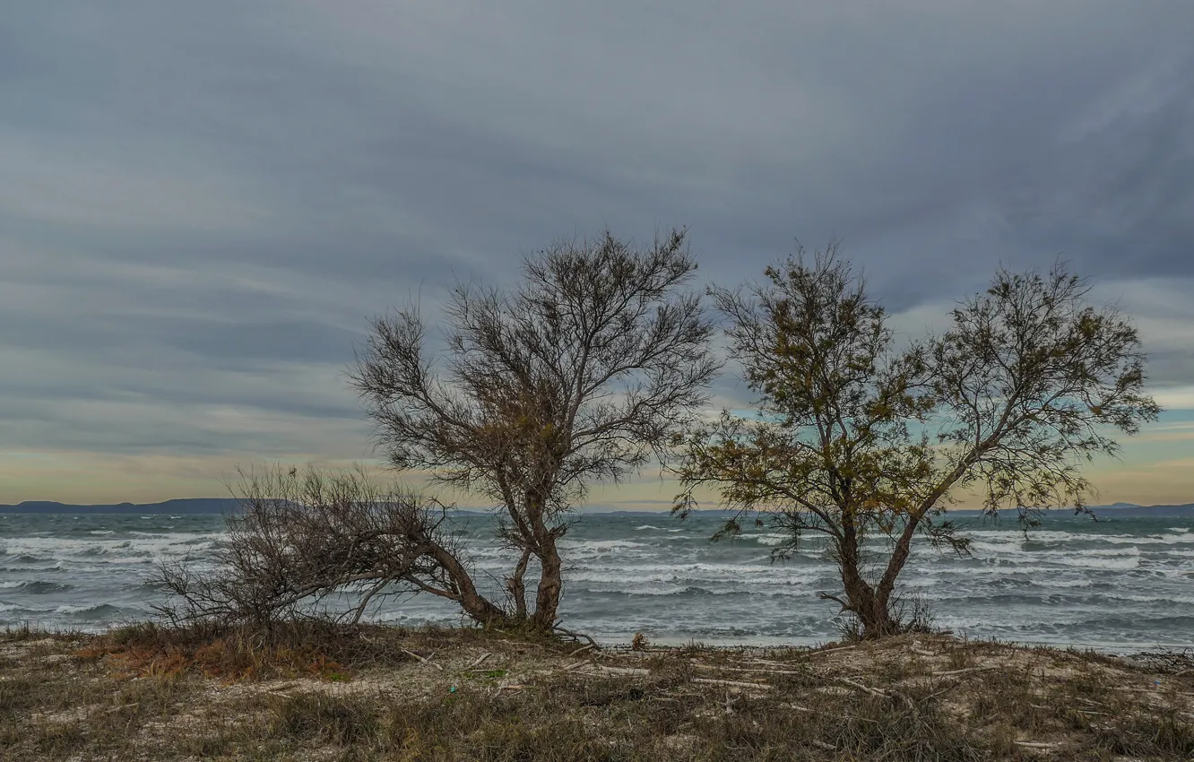 Photo wallpaper sea, trees, landscape, clouds, shore