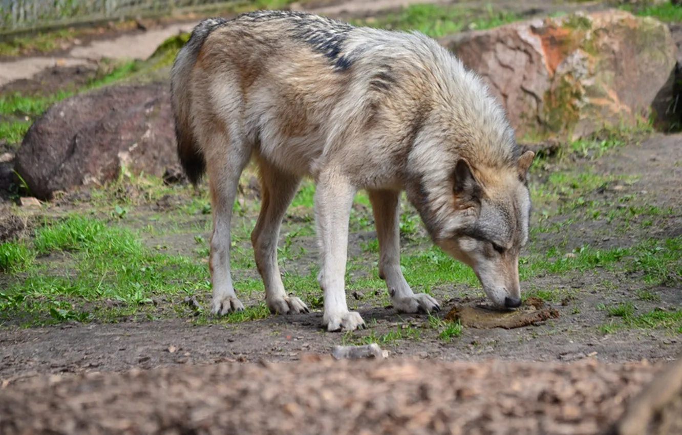 Photo wallpaper nature, snow, predator, face, animal, wolf, wildlife, portrait